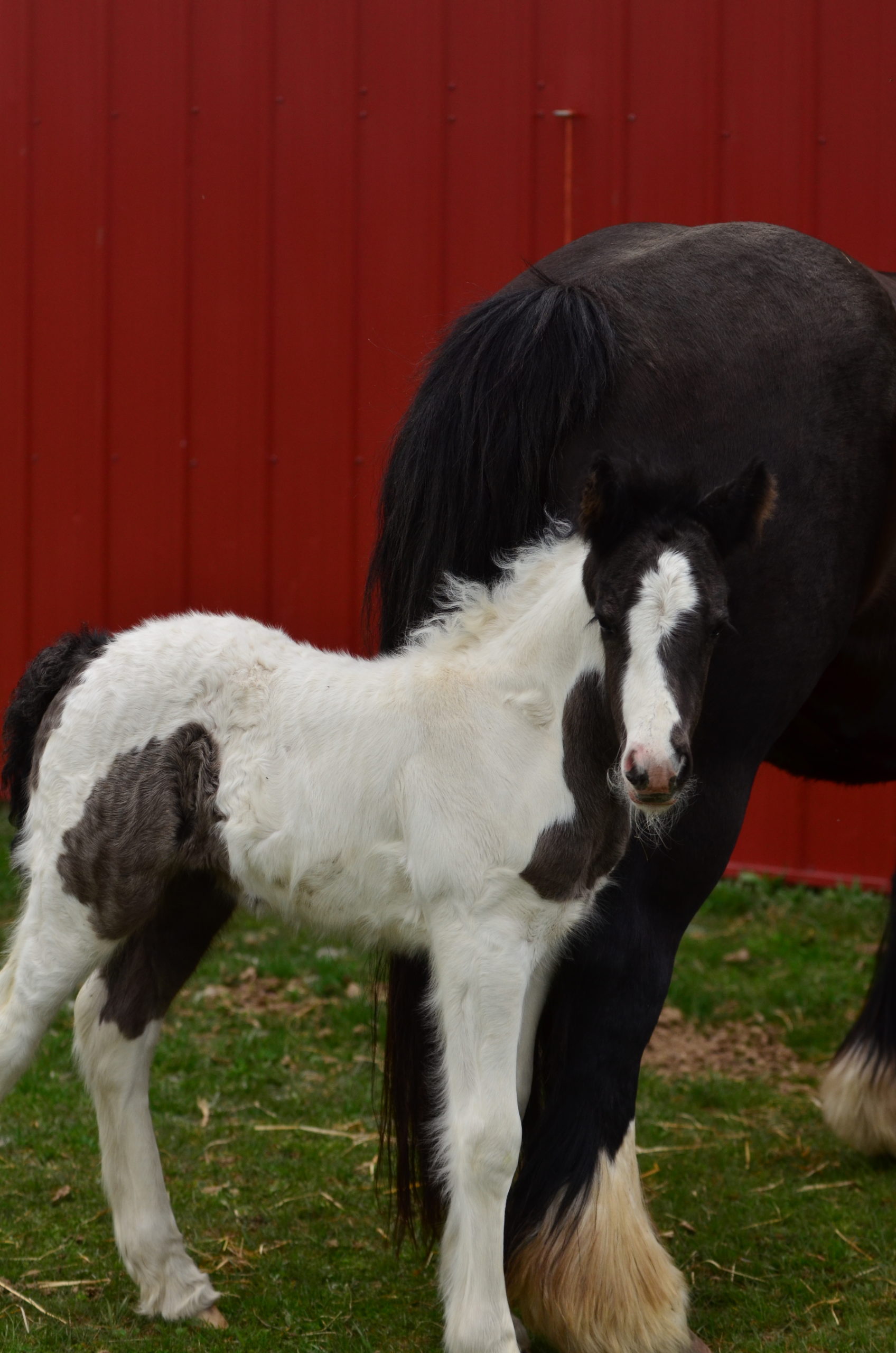 Horses For Sale – White Bison Farm