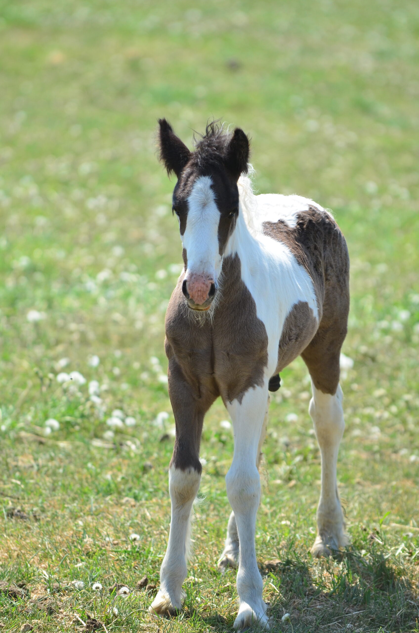 Horses For Sale – White Bison Farm