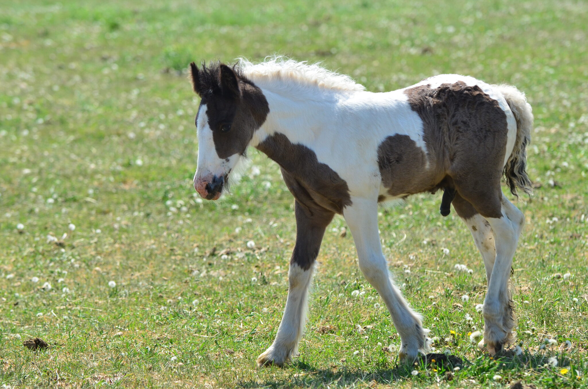 Horses For Sale – White Bison Farm