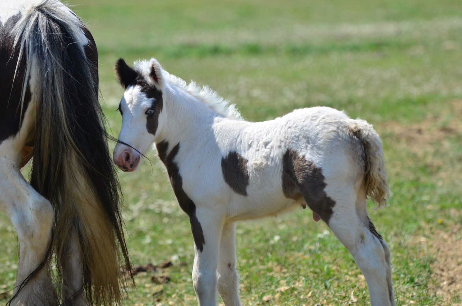 Horses For Sale – White Bison Farm