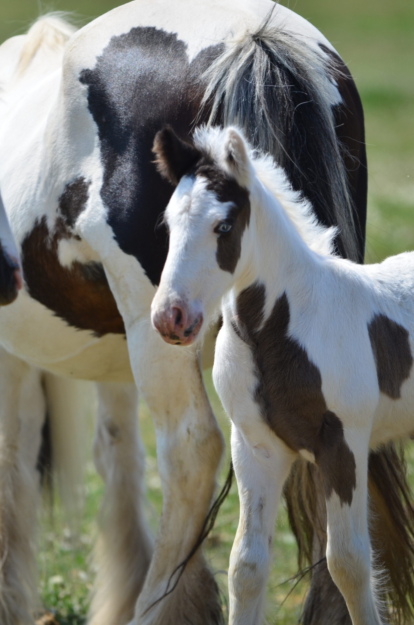 Horses For Sale – White Bison Farm