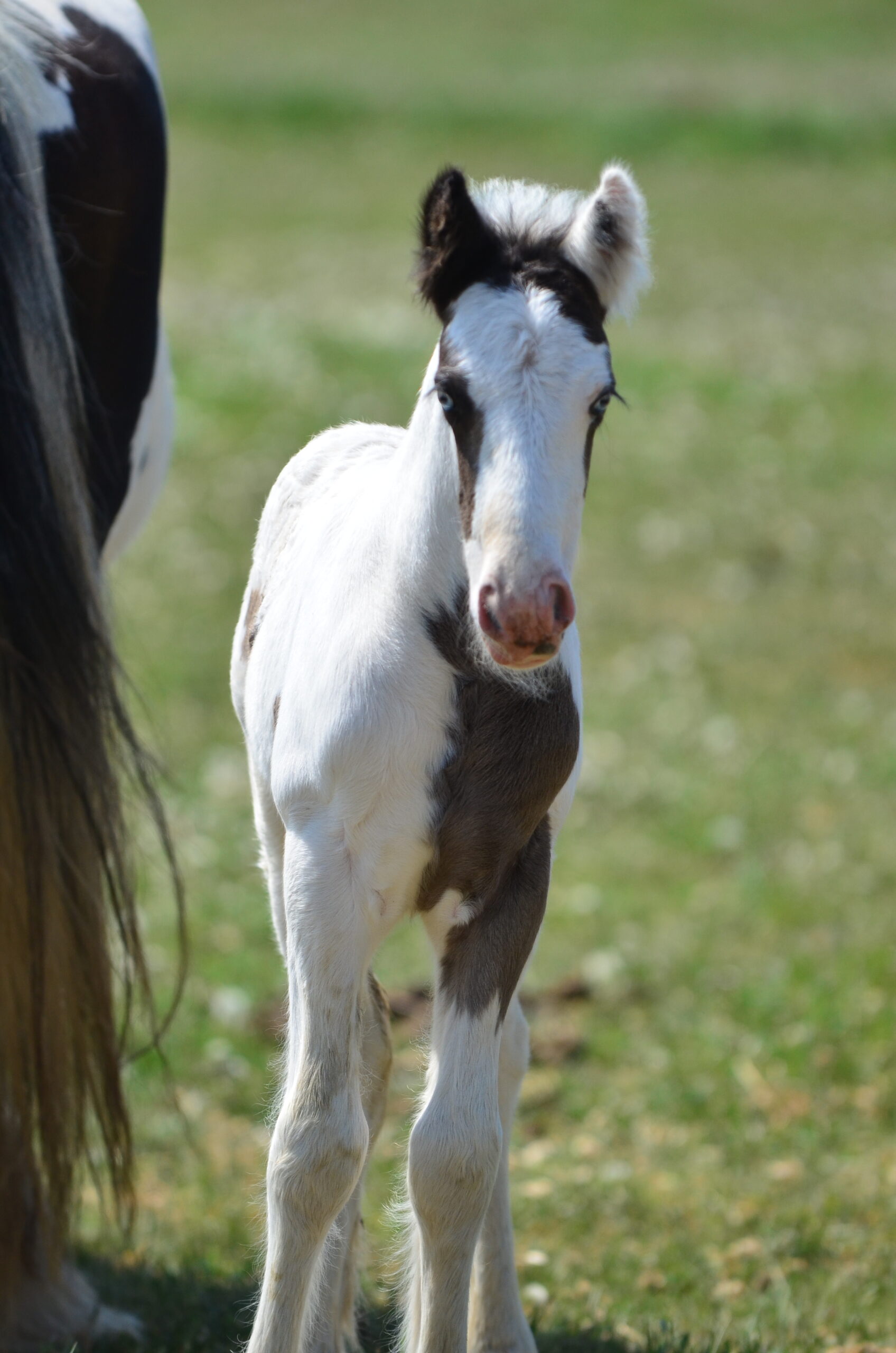 Horses For Sale – White Bison Farm